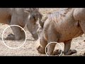 How Do Warthogs Dig?? | Animals Got Talent | Love Nature