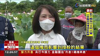 受雨影響中埔蓮蓬空包彈蓮子產量銳減