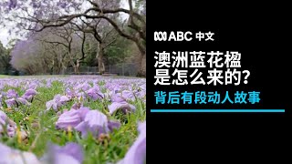 蓝花楹是如何来到澳大利亚的？这背后有段动人的故事丨ABC中文