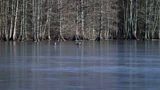 Bald Eagles Play with Golf Ball on Frozen Lake || ViralHog