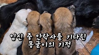 임신한 채로 안락사를 기다리던 몽글이의 기적...