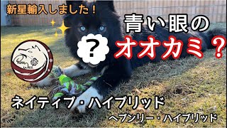 青い目のウルフドッグ？【新星ユグ】