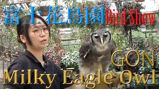 富士花鳥園　バードショー　2023　クロワシミミズクのゴン