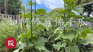 【彬彬有院】种•679《如何修剪佛手瓜以及追肥》