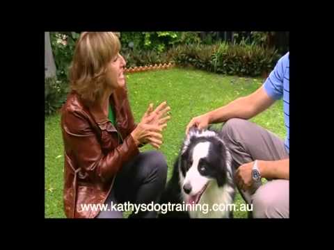 How to train your dog to stop biting people How to train your dog to stop biting people