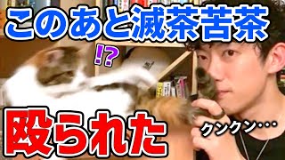 【DaiGo 猫】ぴこ様に怒られるDaiGo｡ 女の子のお尻を触ったらこうなります【質疑応答/切り抜き/メンタリストDaiGo】