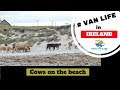 Wild Atlantic Way Road Trip Vlog Series - Cows on the Beach [S1-E29]