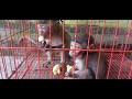 The fun of baby monkeys eating bananas is captured by adult monkeys🤩🤩🤩🥰🥰