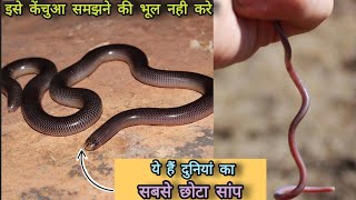 केंचुआ 🐛 नहीं ये है दुनियां का सबसे छोटा सांप WORM SNAKE !! Brahminy blind snake #wormsnake