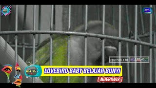 MASTERAN LOVEBIRD BALIBU Baby MASTERAN LB ngeriwik