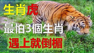 生肖属虎最怕的三个生肖，生肖虎害怕哪些人，死人为什么忌讳生肖属虎的人，丧事忌生肖属虎人的原因，2023年12生肖运势，預測十二生肖生肖運勢生肖運勢（虎）生肖運程