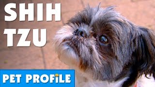 Shih Tzu Pet Profile | Bondi Vet