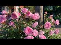 Olivia rose Austin and My Thoughts | Rose Garden Tour | David Austin Roses