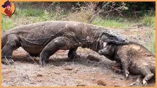 15 Merciless Komodo Dragons Swallowing Animals
