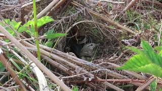 Willow Warbler Phylloscopus trochilus nest