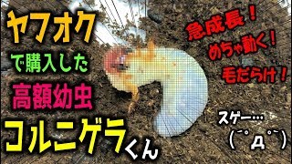 ヤフオクで買ったコルニゲラが急成長！ぷりっぷりですよw　カブトムシ＋クワガタ（くろねこチャンネル）