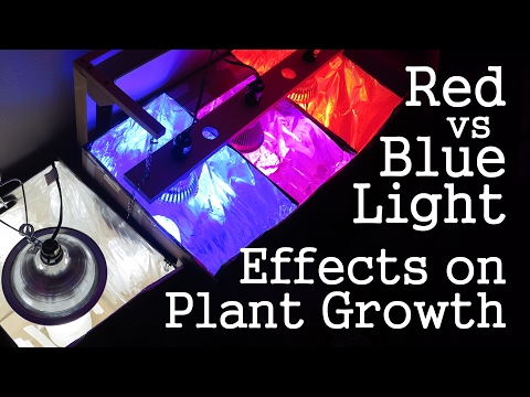 What is the difference between red and blue lights for plants?