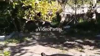 Lan Amına Kodumun Müptezelleri Ne Yapıyorsunuz Lan   (Kedi  vs Köpek )