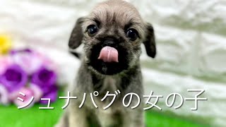 ミックス犬・シュナパグの子犬　（平野瓜破）