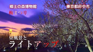 梅まつり（ライトアップ）　郷土の森博物館　2025  　東京都府中市