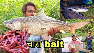 सोचा ना था सारी मछलियां इस पर ही लगेगी! 🐟 Rohu katla mirgal fishing bait chara || fish hunting