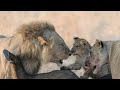 The Lions Rule | Terra Mater Studios (Official Trailer)