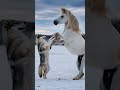 the horse and the wolf are fighting fiercely. horse wolf animals leopard tiger gorilla