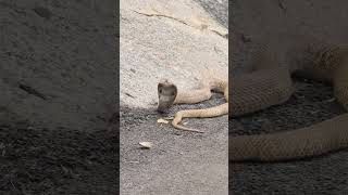 Indian Cobra near a small hill inside Bengaluru #snake #indiancobra #urbanwildlife #protectwildlife