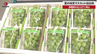 【速報】夏の味覚マスカット初出荷 高糖度な仕上がり、岡山