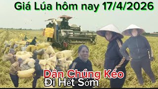 Bất Ngờ Lúa Thất Nông Dân Miền Tây Chịu Thiệt Thòi Đành Bỏ Đất Không Làm Nữa l Dũng Miền Tây
