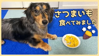 愛犬、初めてのさつまいも！【ミニチュアダックスフンド/シルバーダップル】