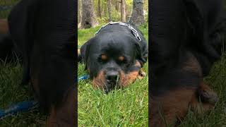 Rottweiler enjoying a Beautiful day