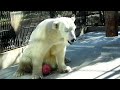 しろくまピースがピンクのおもちゃを持ってきた♩とべ動物園