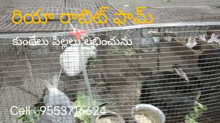 Riya Rabbit Farming || కుందేలు పెంపకం ||