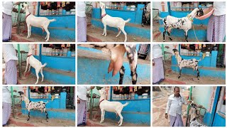 9603721597 9396407903 new offer white desi bakri confirm hyderabadi bakra se loaded doodh beetal pat