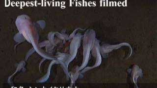 世界初！最深海7700mの魚を撮影 / Deepest-living Fishes filmed