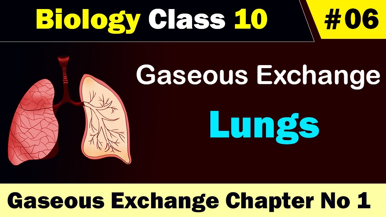 Phase Diagram Of Water Ppt Biochemistry