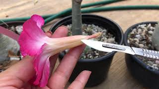 Cómo colectar el polen de una flor para polinizar sus adenium