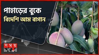 খাগড়াছড়িতে বাড়ছে বিদেশি জাতের আম বাগান | Mango of Khagrachari | Business News | Somoy TV