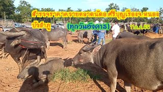 สำรวจราคาควายตลาดนัดอ.ศรีบุญเรือง จ.หนองบัวลำภู(ทุกวันอังคาร)11ต.ค.65 EP1