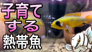 【幸せすぎる光景】子育てをする美しい熱帯魚アピストグラマ【淡水魚 アクアリウム】