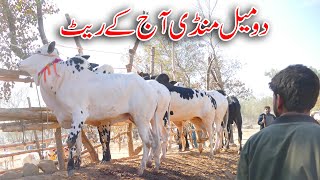 Today Domail Mandi Fatehjang Rate’s update10Jan2025-Part02Sunny Video Fateh Jang Cow Mandi 2025