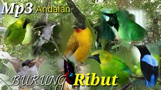 Suara Pikat Burung Ribut Untuk Semua Burung Hutan
