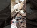 【大寒波】愛犬チワプーも寒くて私を構ってくれない... shorts