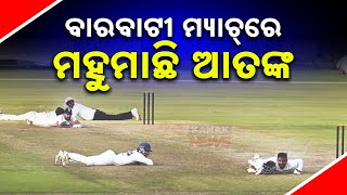 ବାରବାଟୀ ମ୍ୟାଚରେ ମହୁମାଛି ଆତଙ୍କ || Bee Attack Halts Ranji Match At Barabati Stadium || Kanak News