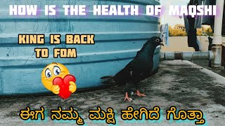 broken leg maksi pigeon health situation at present in kannada ||Prince loft|| ಮಕ್ಷಿ ಆರೋಗ್ಯ ಹೇಗಿದೆ😍