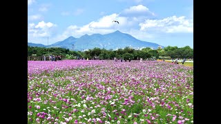 109年11月15日關渡花海