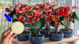 Try This With Your Anthurium To Keep It Lush And Long Lasting!