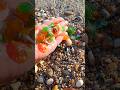 Handful of Ocean Treasures: Sea Glass & Seashells 🌊💎 #seaglass #beach