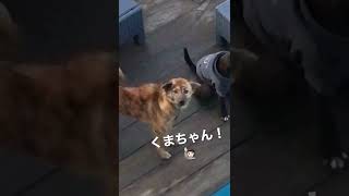 【犬27頭飼い】なぜか飼い主に吠えまくる愛犬🔥🐻💢#保護犬 #多頭飼い #バリ島 #Shorts